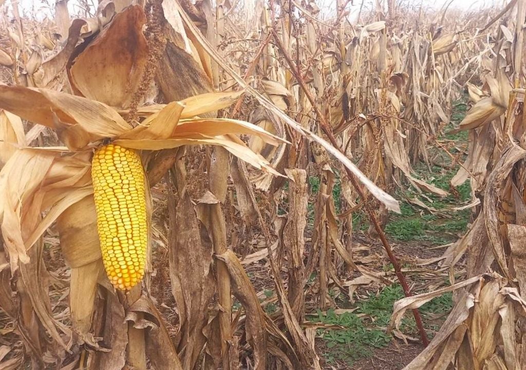 maíz Lote con maíz tardío, en R6 (madurez fisiológica), con muy buen desarrollo de mazorcas, en el centro del departamento Castellanos, provincia de Santa Fe. Gentileza: Bolsa de Comercio de Santa Fe.