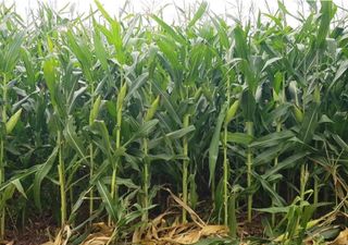 La campaña agrícola ingresa en su tramo final con enormes desafíos climáticos para los cereales de verano