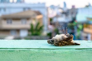 La canicule actuelle tue des milliers d&rsquo;animaux chaque jour en France