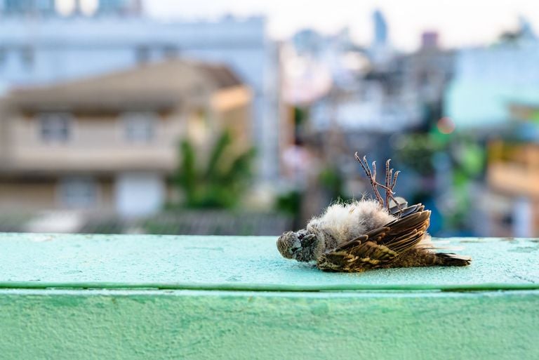 La canicule actuelle tue des milliers d&rsquo;animaux chaque jour en France
