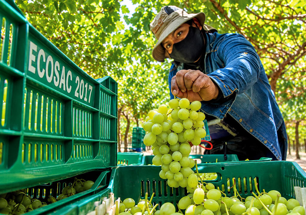 La cosecha puede generar daños mecanicos que afectan la condicion de la fruta, provocando partiduras, golpes y heridas que comprometen su calidad y condicion.