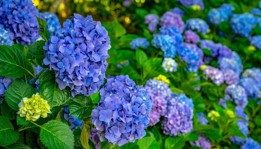 Ortensia a fiore blu