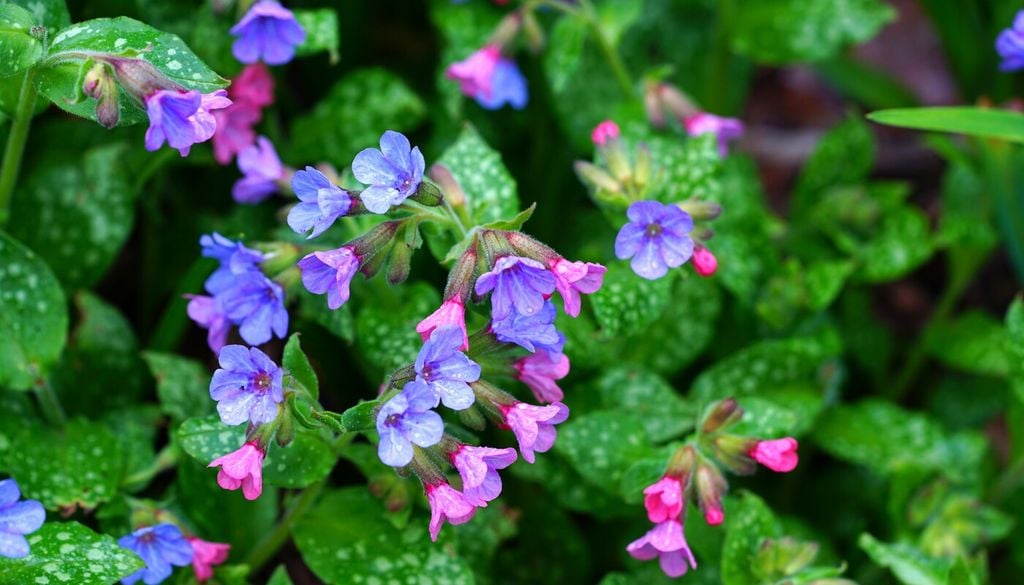 Non solo ortensie: anche la pulmonaria mostra variazioni cromatiche, in particolare durante la maturazione del fiore, passando dal rosa al blu