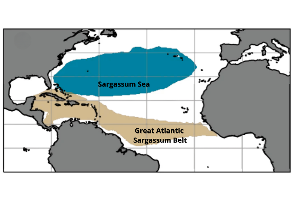 Sargassum Sea; alga; biodiversidad; Caribe; afloramiento; corrientes marinas