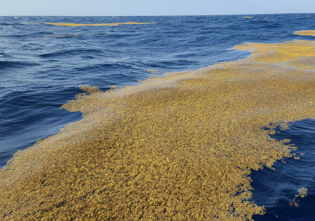 crisis ambiental; crisis costera; playa; Caribe; algas; arribo; ecosistemas marinos
