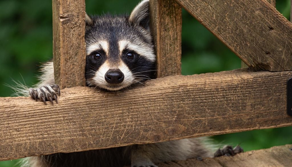 mapache en ciudades Mapaches menos agresivos con los humanos