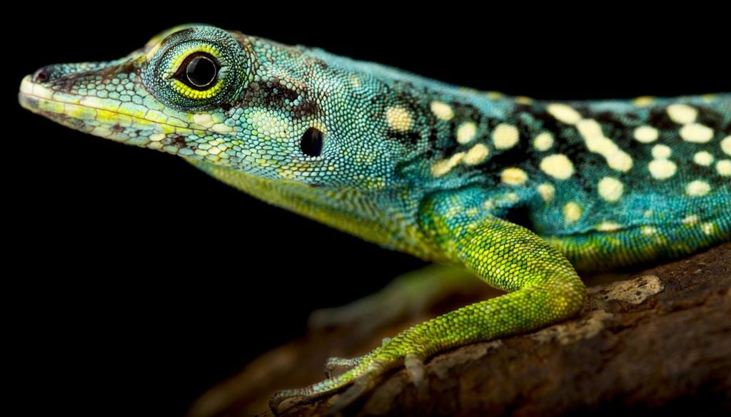 Lagartija Anolis con patas más largas en la ciudad Lagartija Anolis con patas más largas en la ciudad