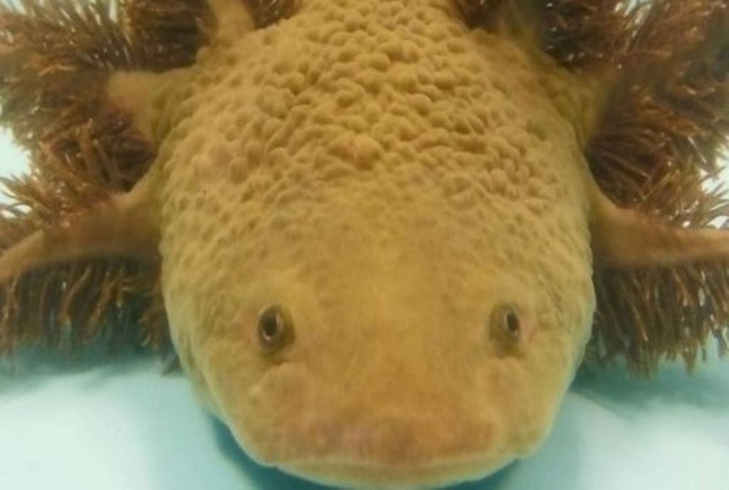 El ajolote es una salamandra del género ambystoma, que permanece todo el tiempo dentro del agua. El ajolote es una salamandra del género ambystoma, que permanece todo el tiempo dentro del agua.