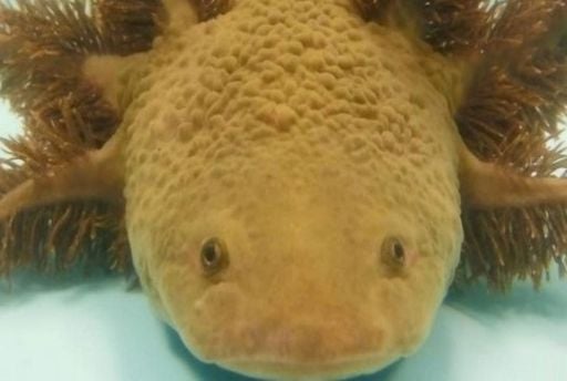 La ciencia está intentando replicar su superpoder: el anfibio mexicano que regenera su cerebro y corazón
