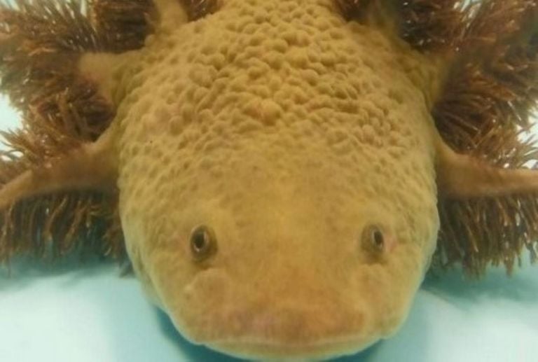 La ciencia está intentando replicar su superpoder: el anfibio mexicano que regenera su cerebro y corazón