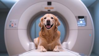 La ciencia lo confirma: tu mascota sabe que est&aacute;s enfermo antes que tu m&eacute;dico