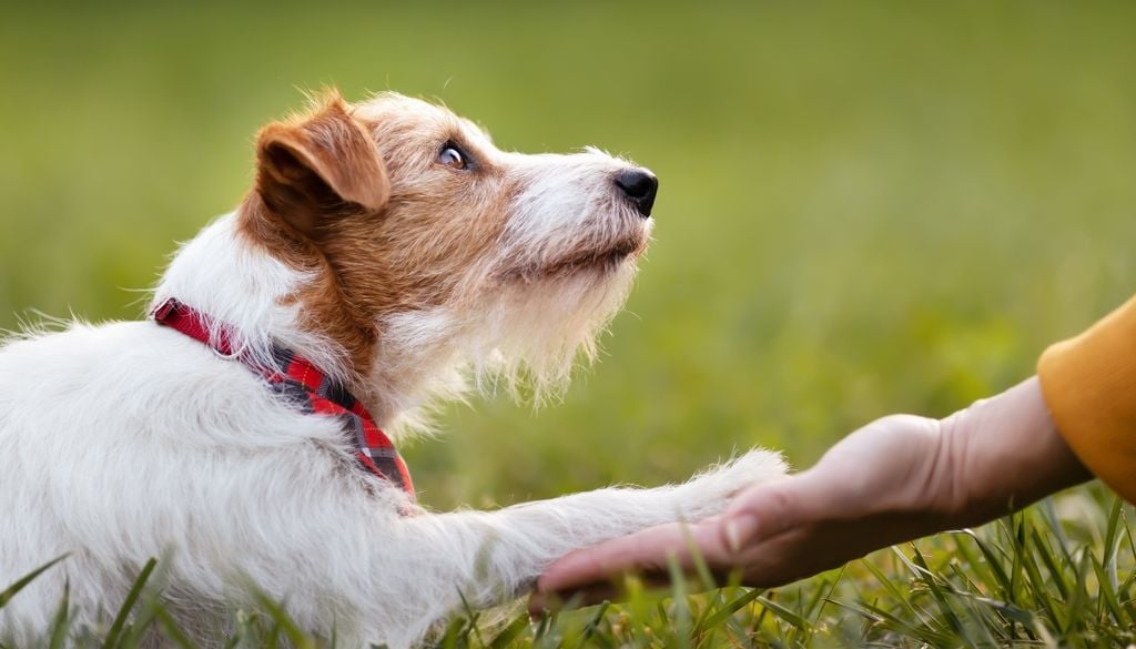 perros El olfato canino no solo rastrea rastros en el suelo; también procesa las firmas químicas que emitimos en el aliento y la piel.