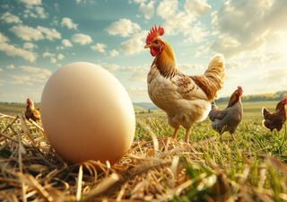 La ciencia resolvió uno de los enigmas más antiguos de la humanidad: ¿quién fue primero... el huevo o la gallina? 