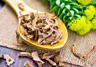 La ciencia tras la Ashwagandha, Rhodiola y otras plantas que parecen ayudar a disminuir el agotamiento