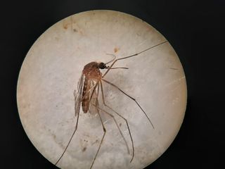 La circulación del virus del Nilo en el Guadalquivir