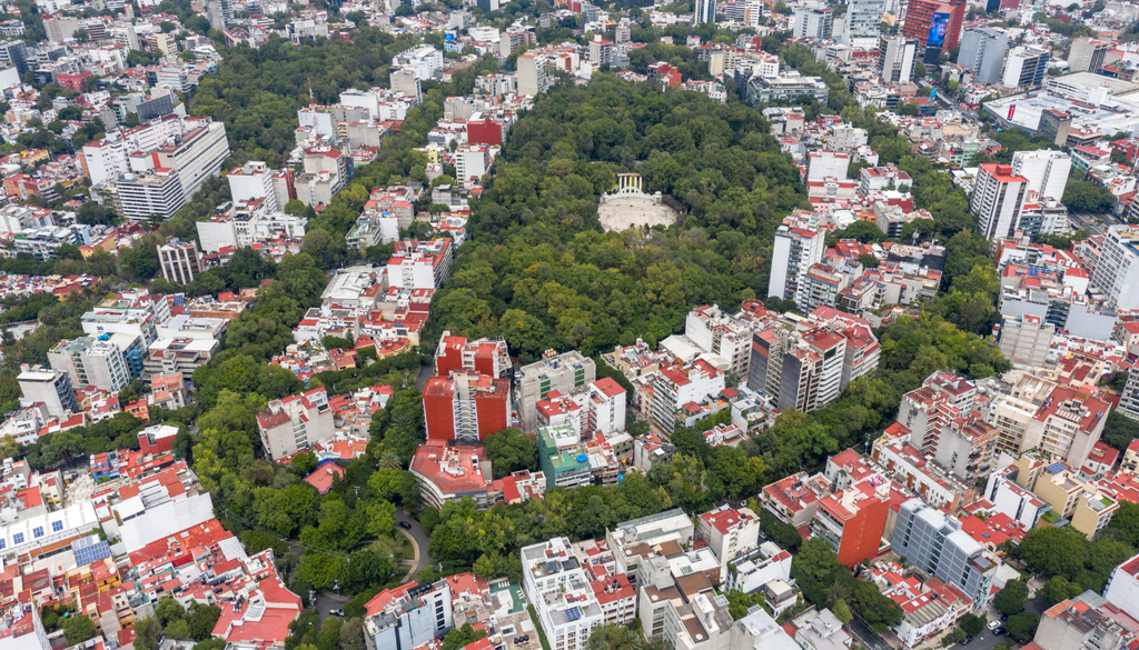 Reforestar sin planeación puede parecer buena idea, pero sin elegir bien las especies y entender el entorno, el resultado termina siendo más pérdida que solución.
