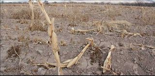 La contaminación del suelo a examen