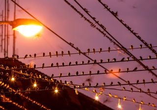 La contaminación lumínica interviene en la migración de aves