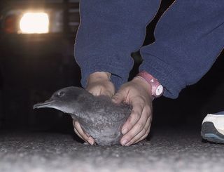La contaminación lumínica, un riesgo para las aves marinas