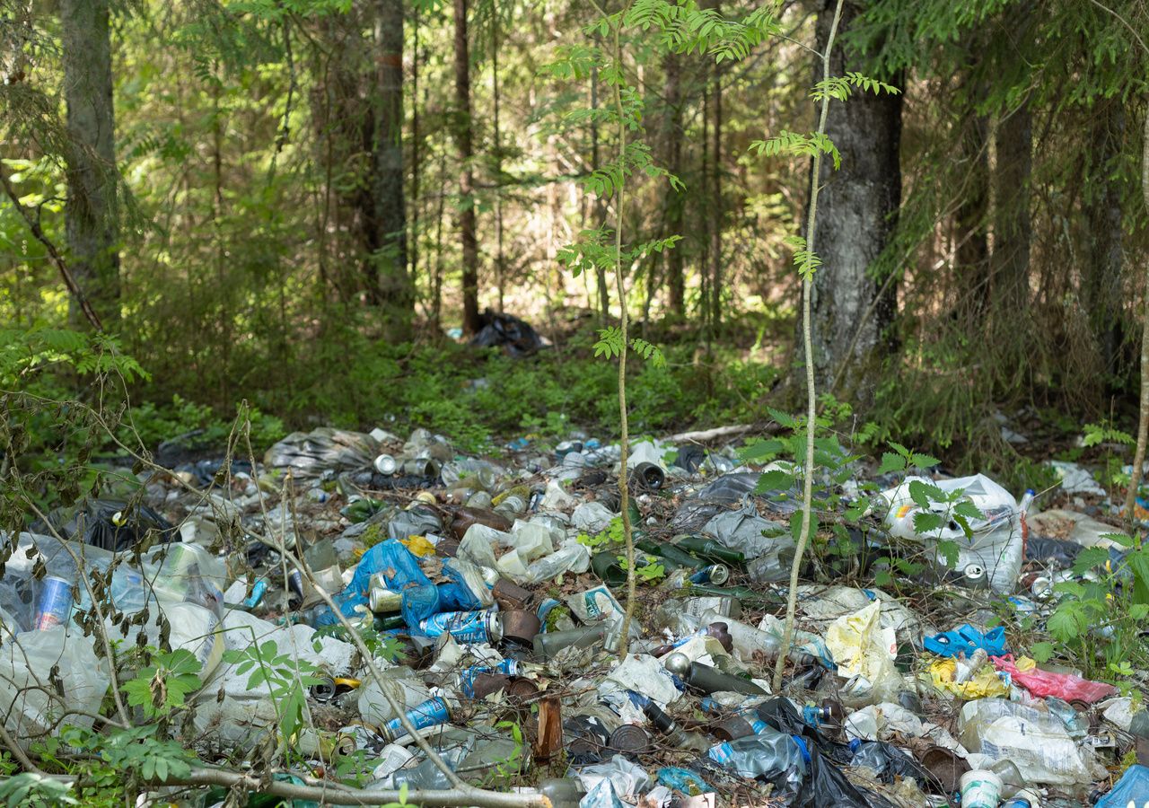 Los bosques, considerados como refugios ambientales, ahora forman parte de esta problemática.