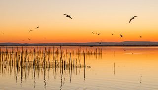 Un estudio de la UV alerta de que la Albufera recibe 1.904 toneladas de nitr&oacute;geno al a&ntilde;o y aumenta su contaminaci&oacute;n