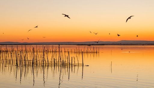 Un estudio de la UV alerta de que la Albufera recibe 1.904 toneladas de nitr&oacute;geno al a&ntilde;o y aumenta su contaminaci&oacute;n