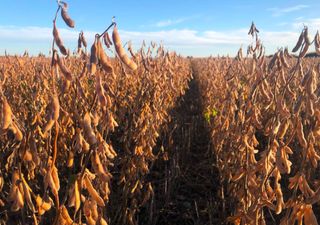 La cosecha 2024/25 avanza con demoras, pero ofrece rendimientos tan buenos como inesperados en el cultivo de soja