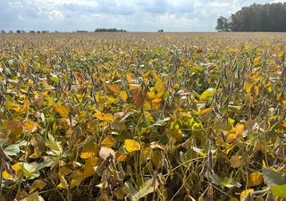 La cosecha de soja enfrenta su mayor atraso en años, pero con resultados que podrían ser muy alentadores