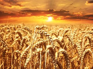 La cosecha de trigo en Ucrania ha sido mayor de la esperada