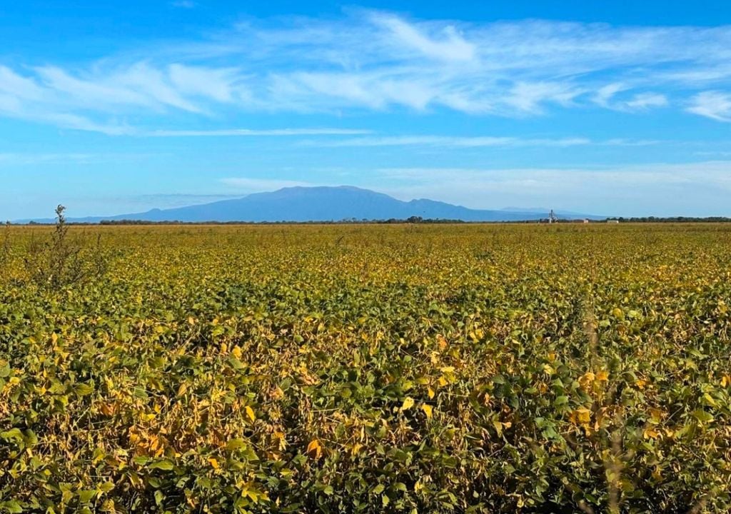 Soja en pleno llenado de grano en la localidad de Metan, provincia de Salta. Gentileza: Bolsa de Cereales de Buenos Aires