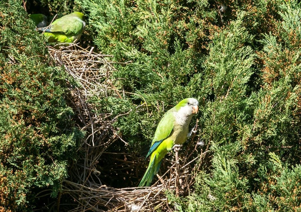 Cotorras En un plazo de unos 20 años, la cotorra podría colonizar áreas rurales