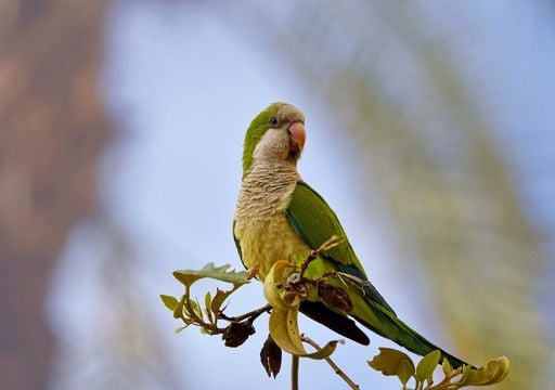 Los cient&iacute;ficos alertan: la cotorra argentina se extiende sin control por Espa&ntilde;a amenazando cultivos y zonas rurales