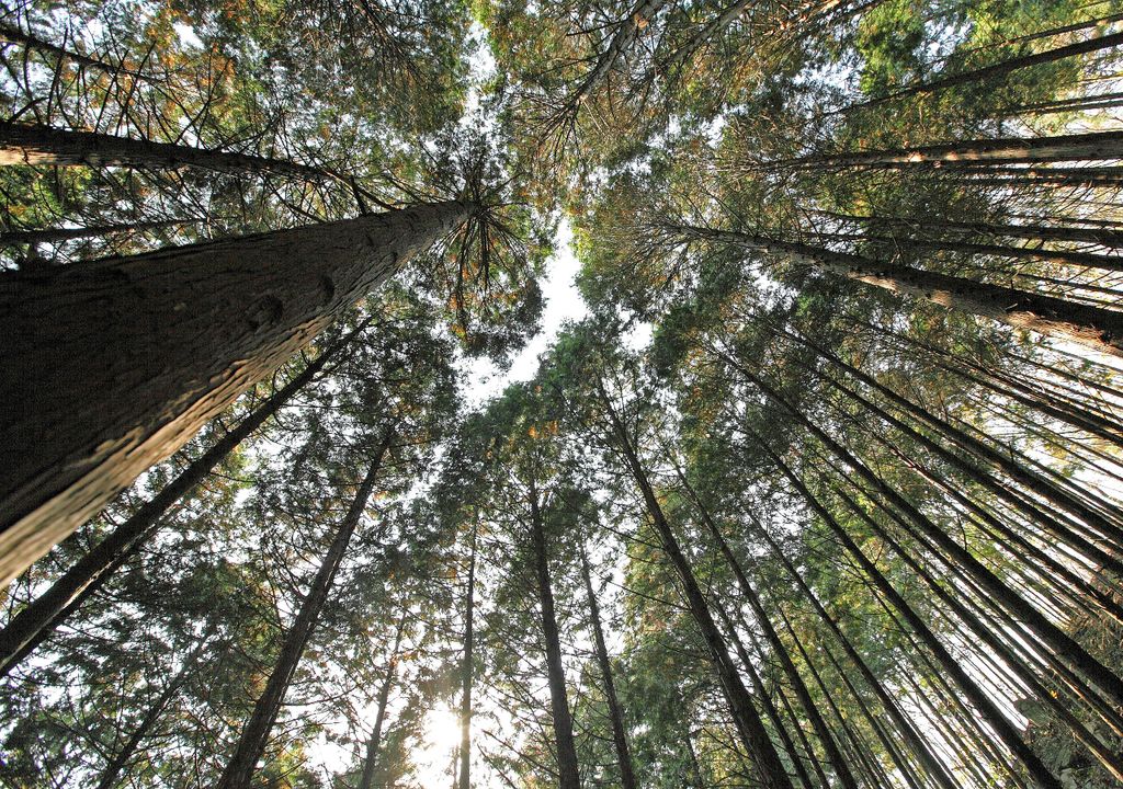 Japón Bosque alergia Japón Bosque alergia