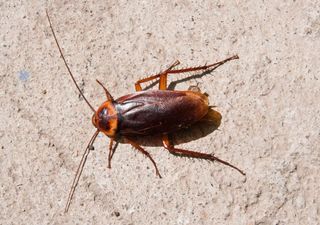 The lobster cockroach, the invasive species that has chosen Spain to enter Europe