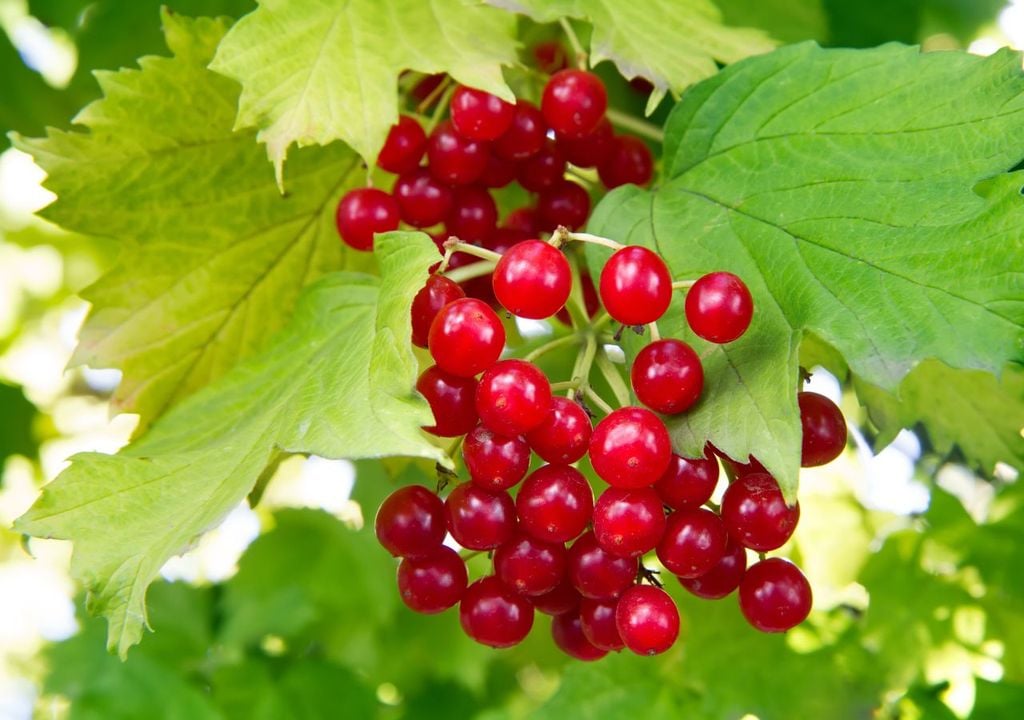Le bacche di viburno venivano usate spesso dalle popolazioni lungo la costa del Baltico