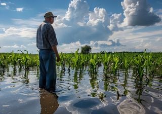 La DANA de finales de octubre dejó pérdidas de casi 1100 millones de euros en el campo: daños y zonas más afectadas