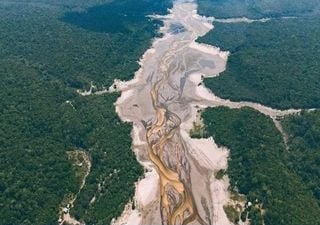 La deforestación está llevando al monzón sudamericano a una transición crítica que afectaría a todo el continente