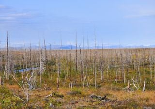 La dendroclimatología muestra que el Ártico ruso está muy contaminado