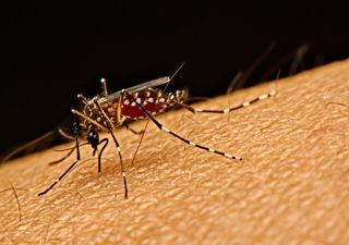 La Dengue è arrivata in Italia: primi focolai, ecco dove. Le cose da sapere sulla malattia tropicale e come proteggersi