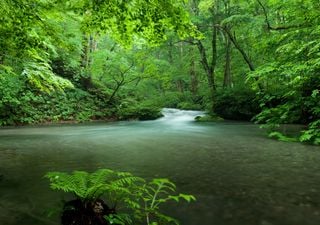 La diminuzione delle nebbie nel mondo minaccia le foreste: ecco perchè