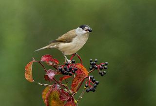 La diseminación de semillas por las aves y el cambio climático