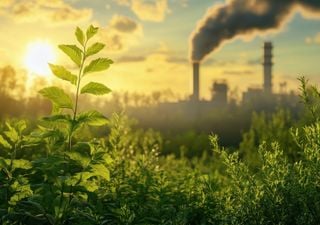 La disminución de la absorción de CO2 por los bosques constituye un nuevo desafío para el clima global