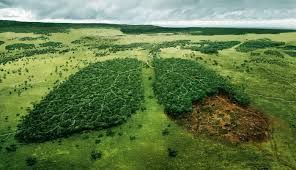 La Disponibilidad De Nutrientes Determina La Eficiencia De Los Bosques Para Capturar Carbono