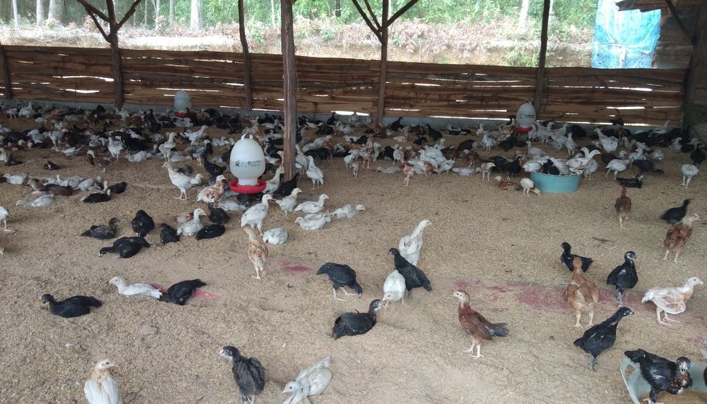 Granja La explicación del rebrote podría deberse a que los animales no están totalmente inmunizados