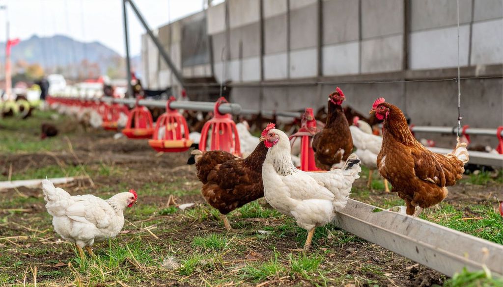 Aves El movimiento de aves, personas y materiales, junto con las rutas migratorias de aves silvestres, facilita la dispersión del virus