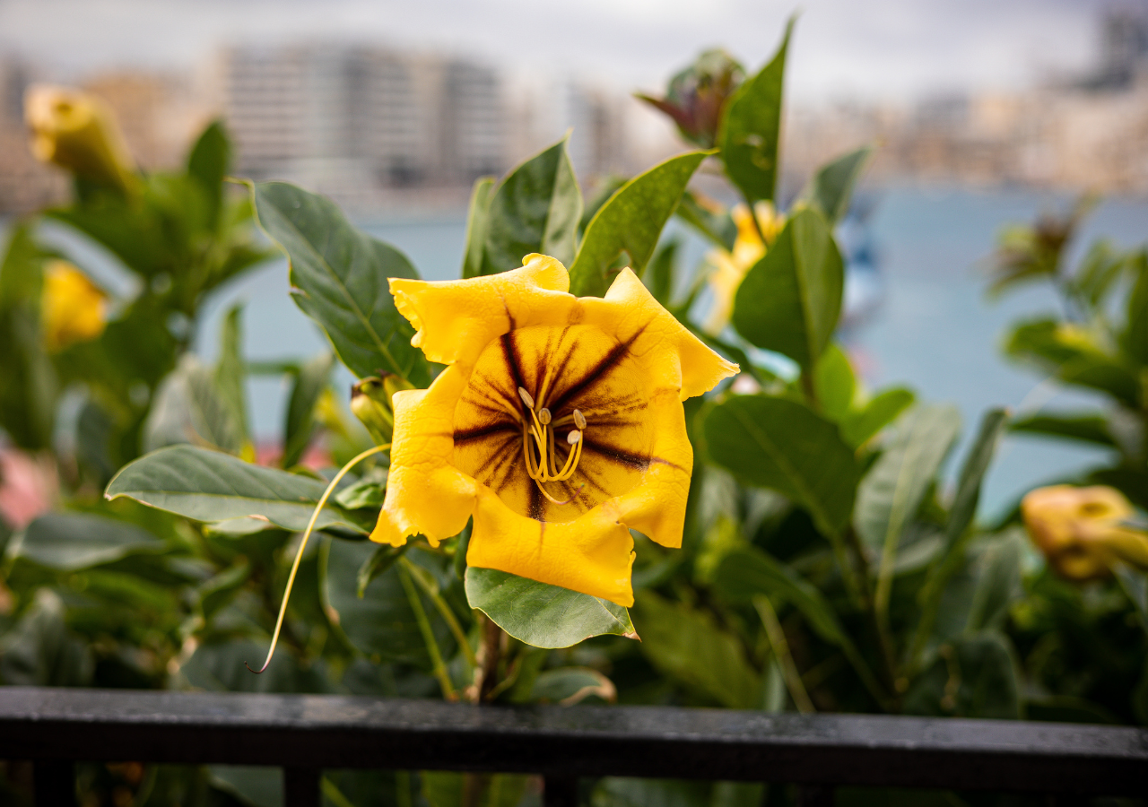 En algunas regiones se le conoce como "flor de campana" por la forma de sus flores.