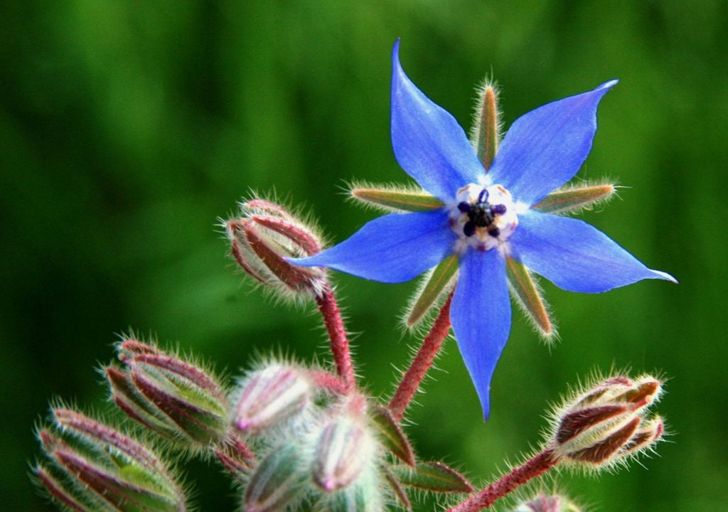 La borraja, una flor comestible y llamativa, para decorar los platos.