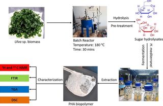 La epidemia plástica y los 'plásticos' sostenibles