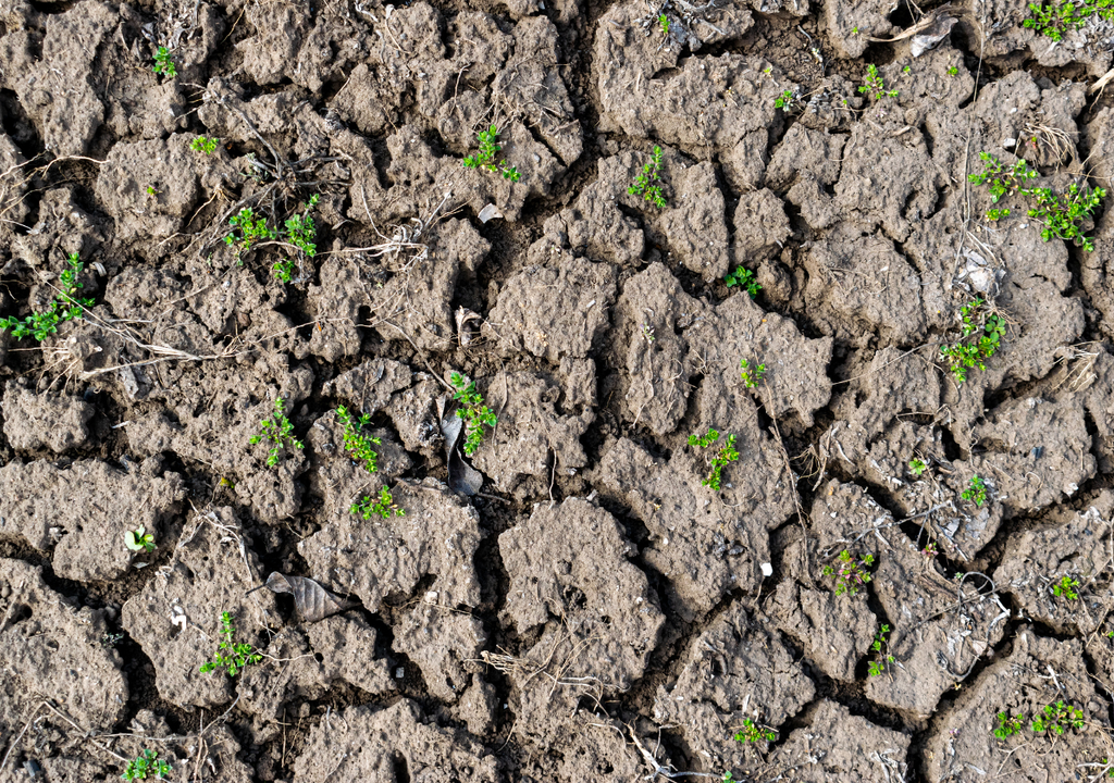 Erosión del suelo: la pérdida de humedad y la acción del clima agrietan la superficie, debilitando el terreno y favoreciendo la degradación del suelo. Un proceso que reduce su fertilidad y lo vuelve más vulnerable a la desertificación.