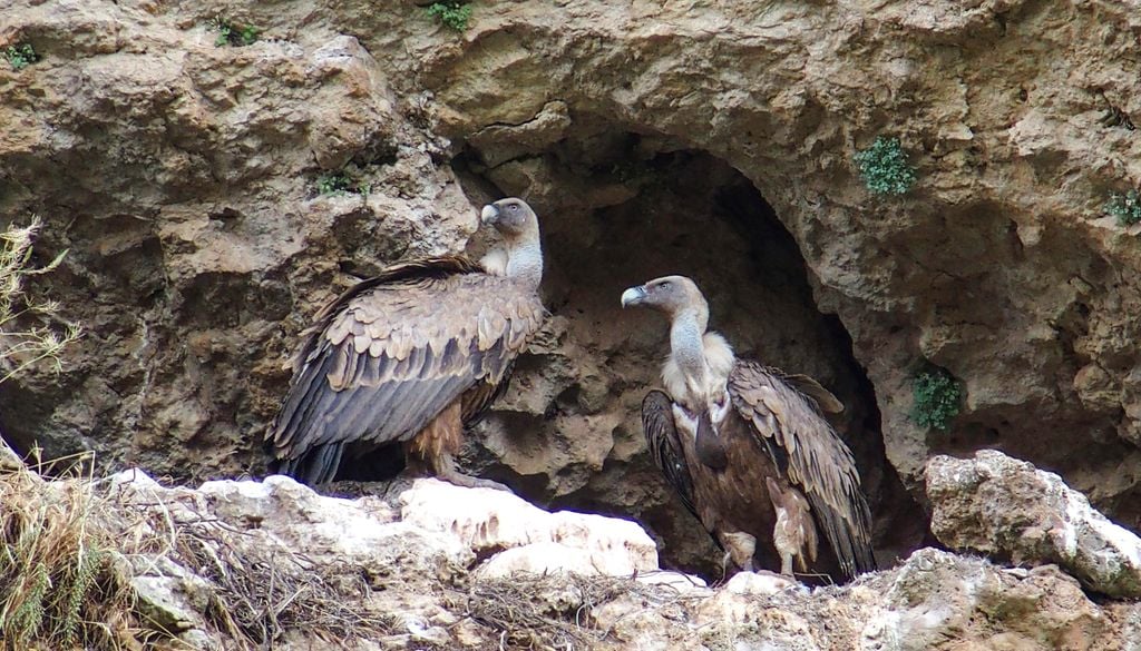 Pareja de buitres leonados en una pared de roca caliza en las hoces del río Duratón, Sepúlveda, Segovia.